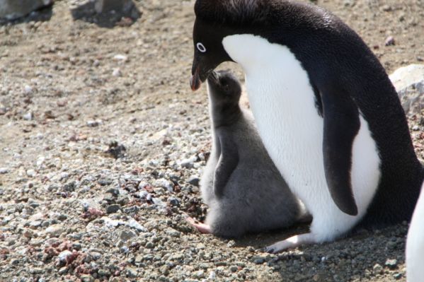 Антарктида. Льды и пингвины